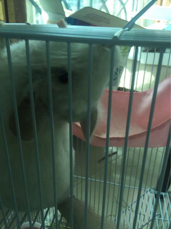 ��è����