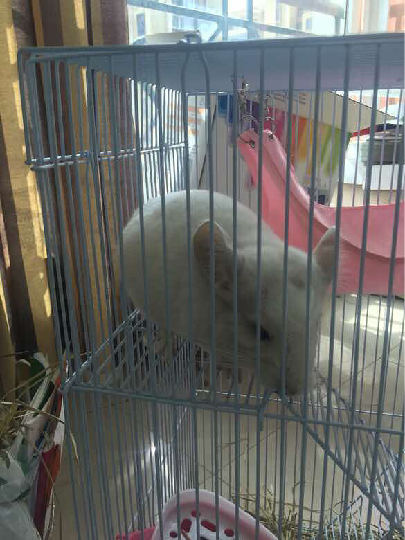 ��è����