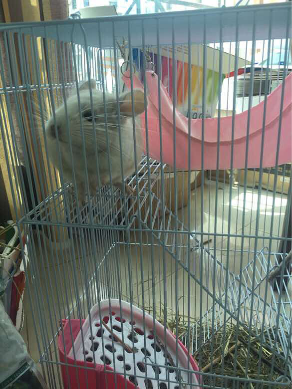 ��è����