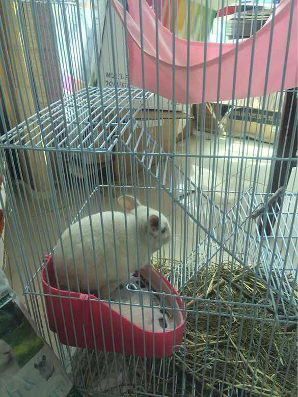 ��è����