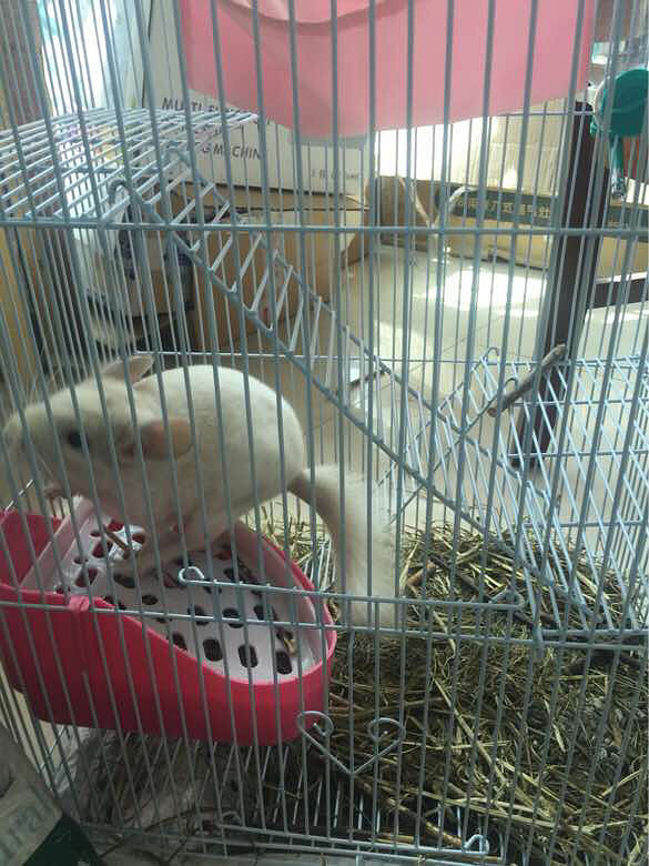 ��è����