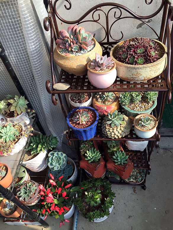 ɹɹ�ҵı�����