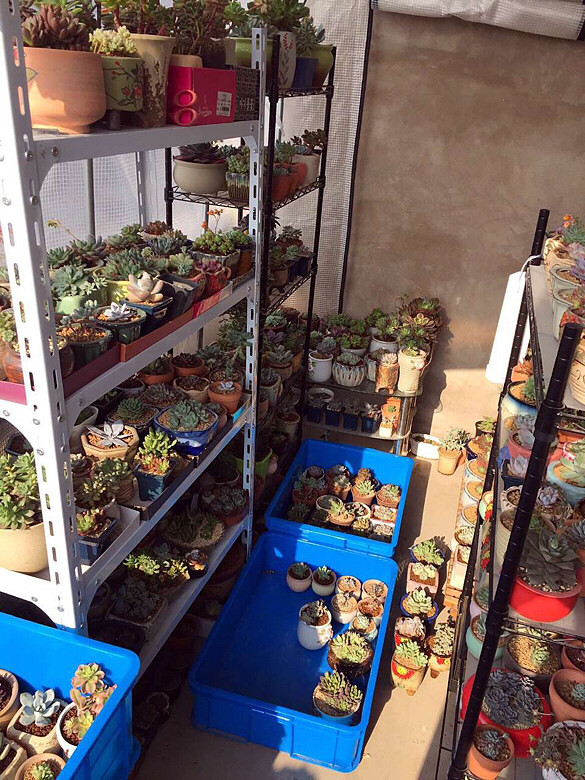 ɹɹ�ҵı�����