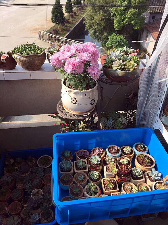 ɹɹ�ҵı�����