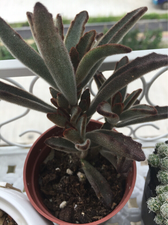 ̨������ǰ������