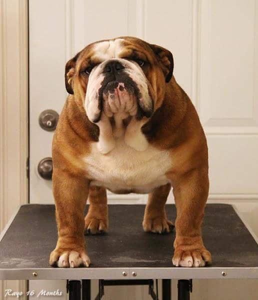 看图识狗之英国斗牛犬,美国斗牛犬,法国斗牛犬