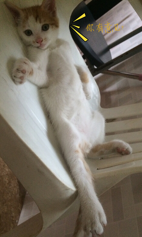 Ѱ���߶���Сè