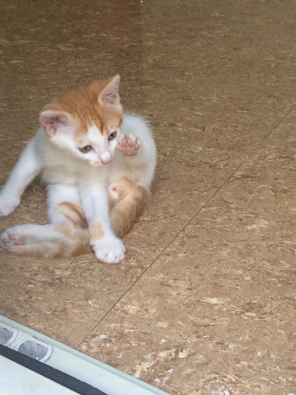 Ѱ���߶���Сè