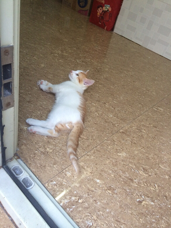 Ѱ���߶���Сè