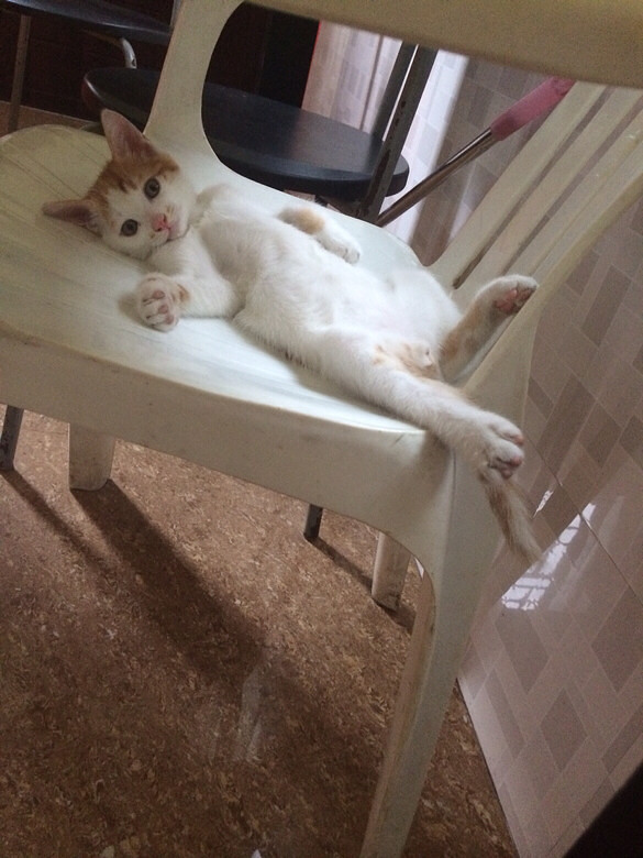 Ѱ���߶���Сè