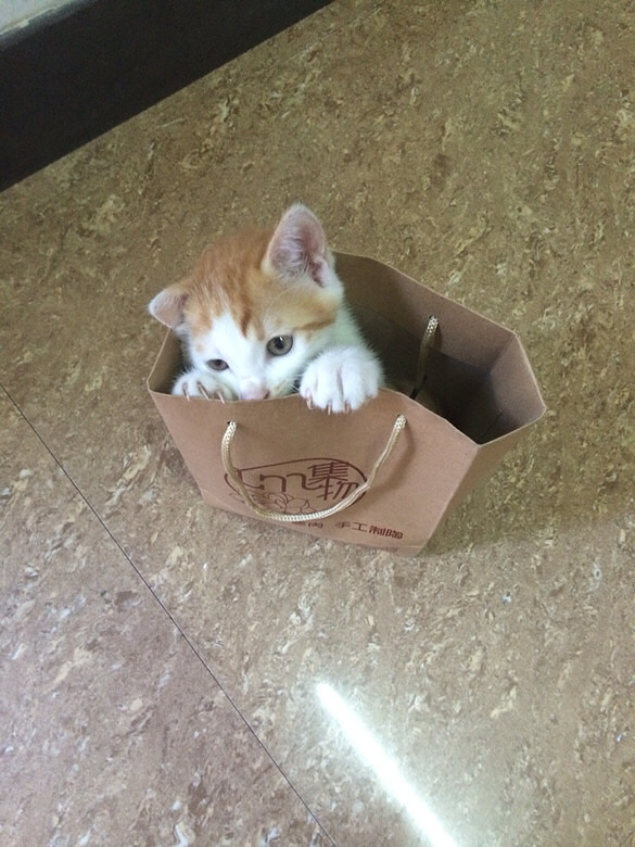 Ѱ���߶���Сè