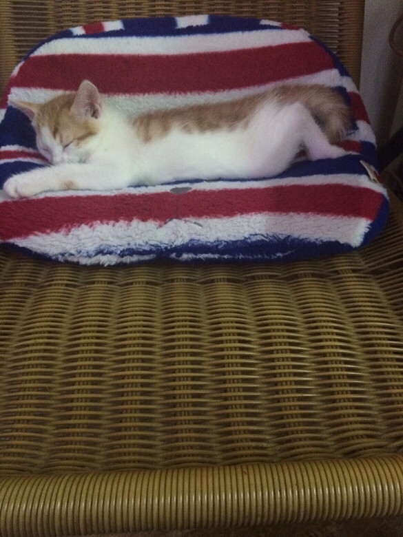 Ѱ���߶���Сè