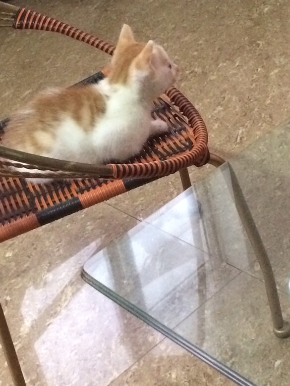 Ѱ���߶���Сè