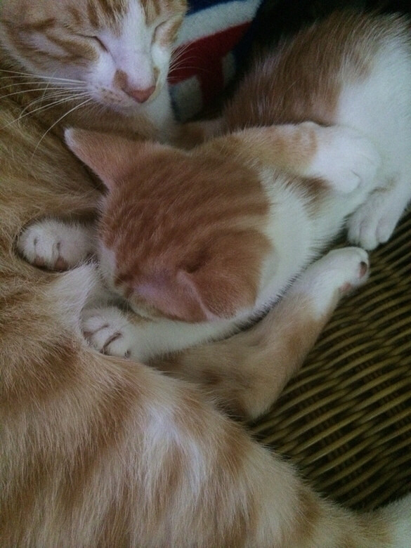 Ѱ���߶���Сè