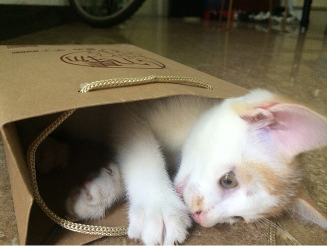 Ѱ���߶���Сè