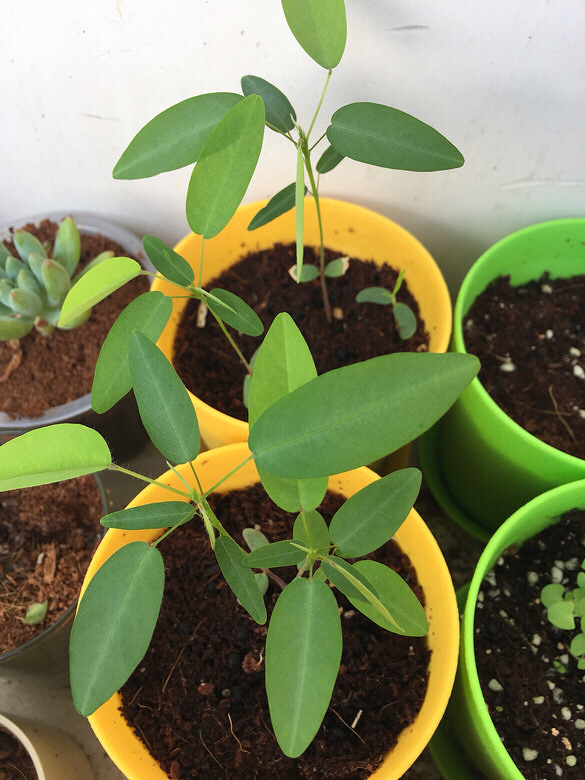 ���칦�򳤴���