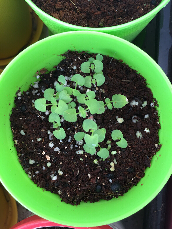 ���칦�򳤴���