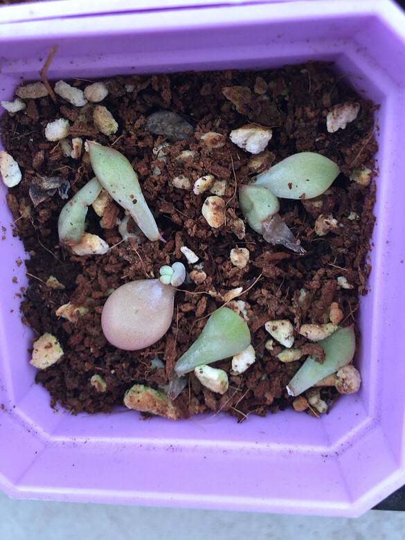 ���칦�򳤴���