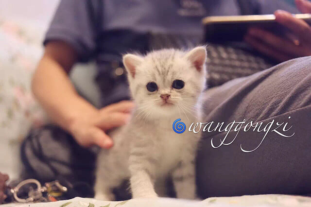 ������Ӣ�̵ܵ��������