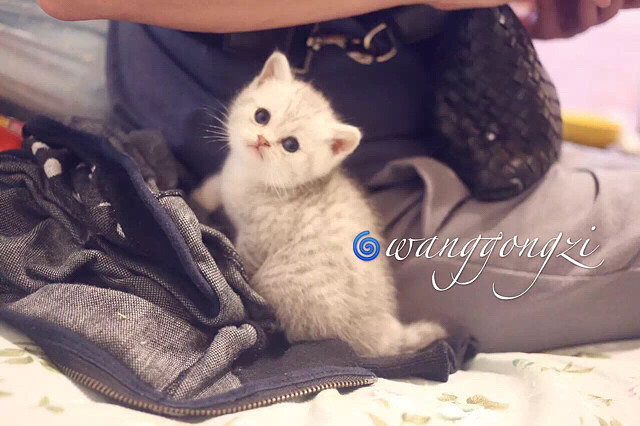 ������Ӣ�̵ܵ��������