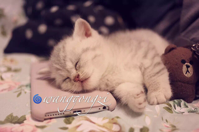 ������Ӣ�̵ܵ��������