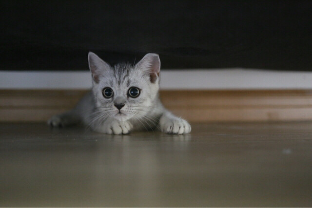 ������Ӣ�̵ܵ��������