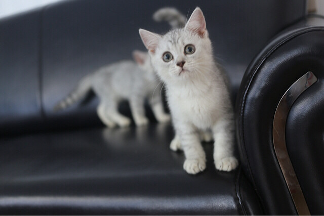 ������Ӣ�̵ܵ��������