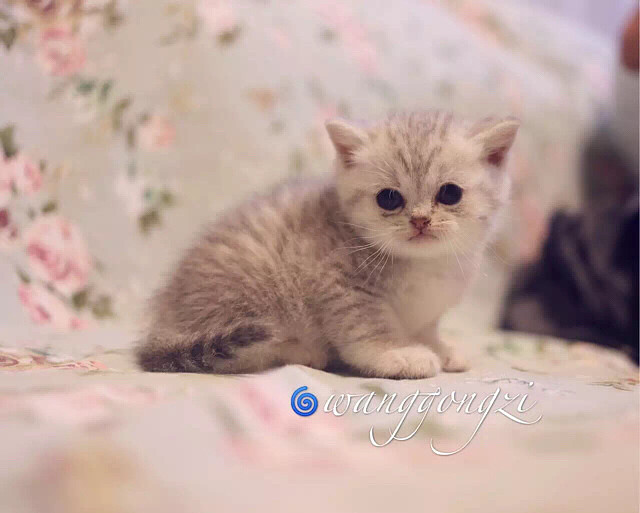 ������Ӣ�̵ܵ��������