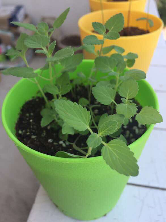 �������Ǻǲ�����ǿ�������