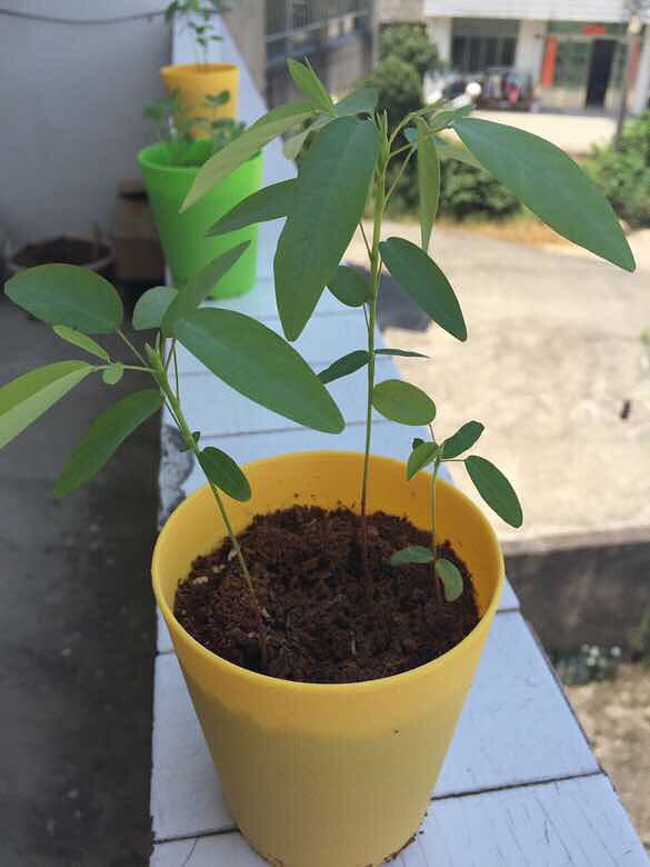 �������Ǻǲ�����ǿ�������