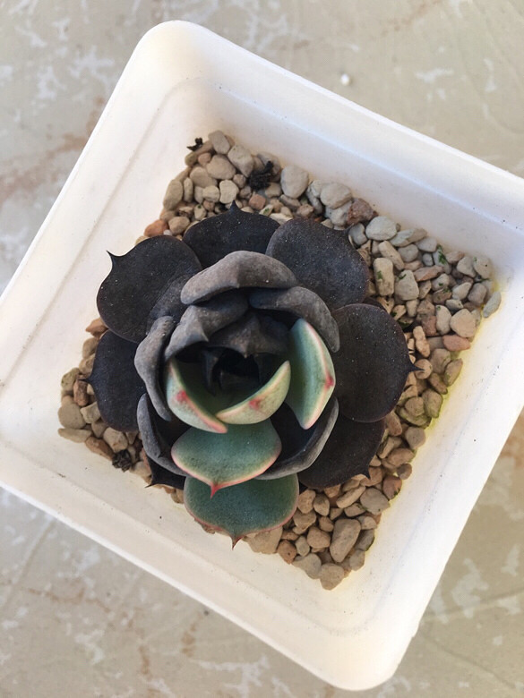 ����ڸ��Ǳ���ģ����ڸ������첻����