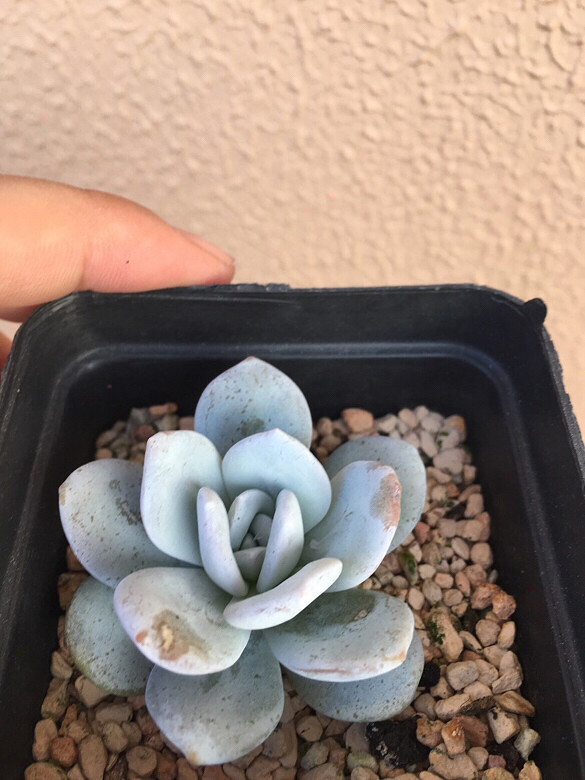 ����ڸ��Ǳ���ģ����ڸ������첻����