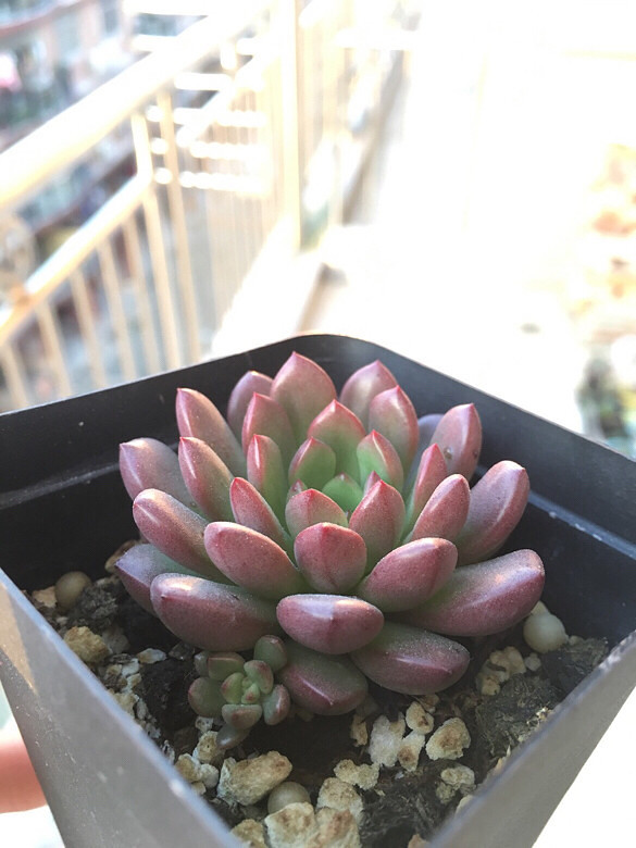 ����ڸ��Ǳ���ģ����ڸ������첻����