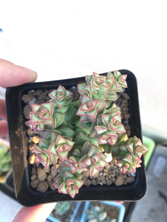 ����ڸ��Ǳ���ģ����ڸ������첻����