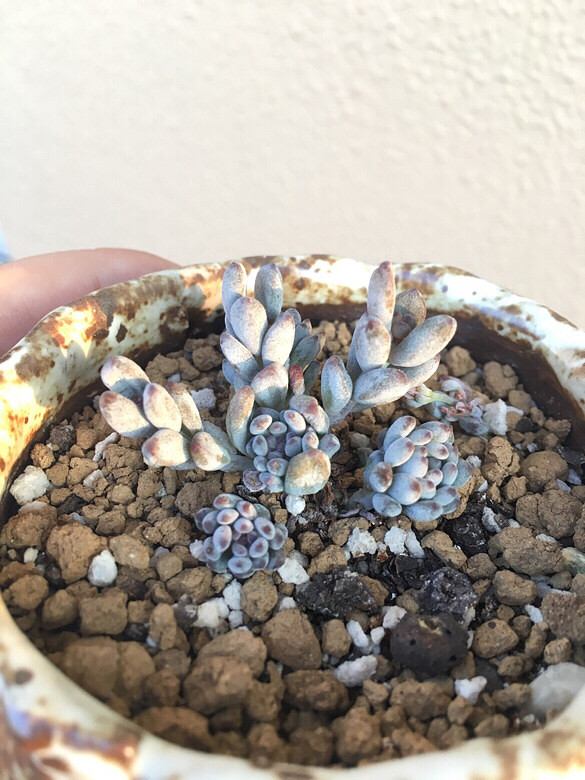 ����ڸ��Ǳ���ģ����ڸ������첻����