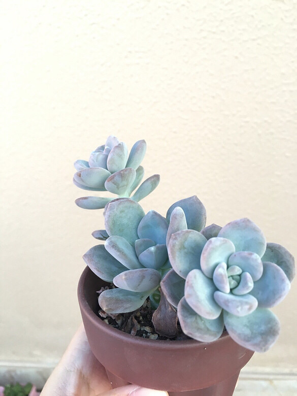 ����ڸ��Ǳ���ģ����ڸ������첻����