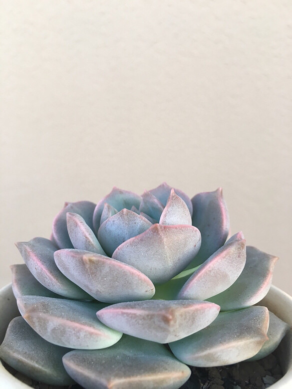 ����ڸ��Ǳ���ģ����ڸ������첻����