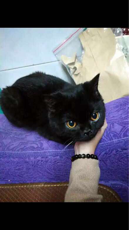 ������һ�����ڵ��л���԰è�������г�