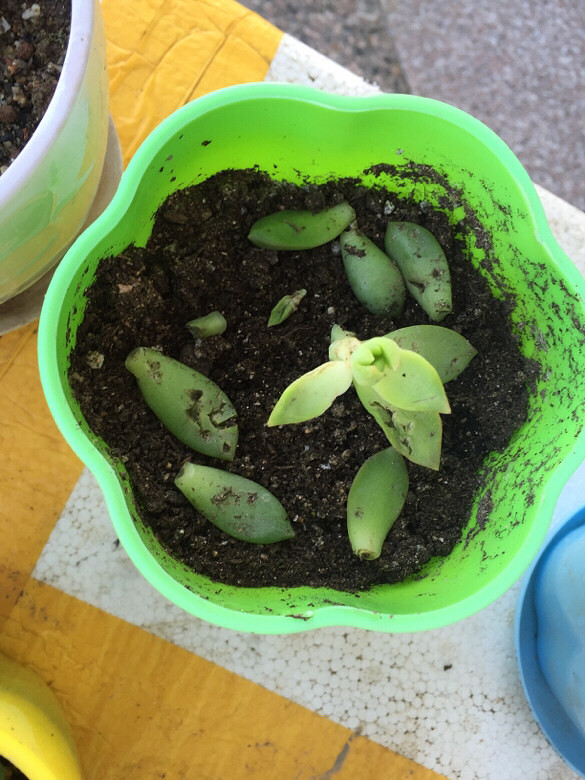 ��ֻ��˵�⹷�ü������ҵĶ���ҧ����������