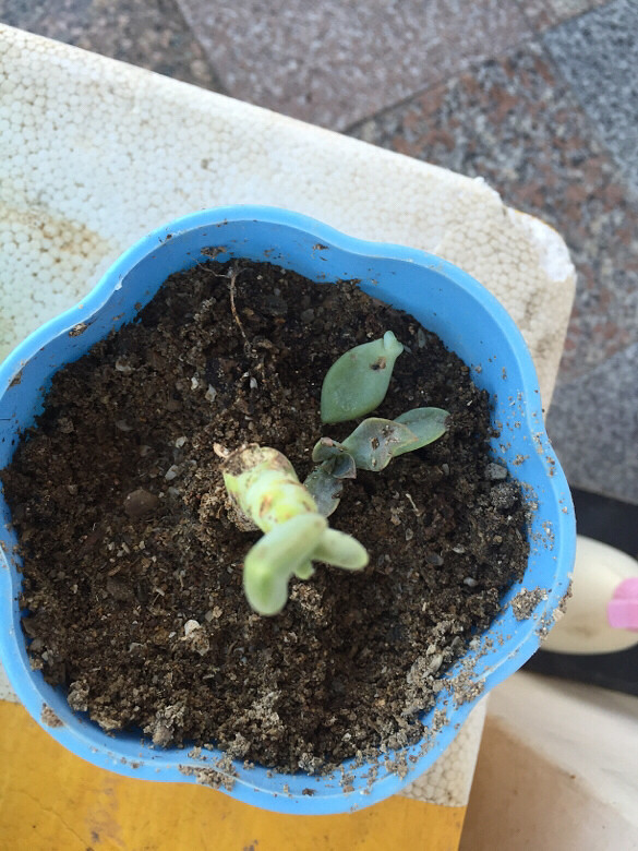 ��ֻ��˵�⹷�ü������ҵĶ���ҧ����������