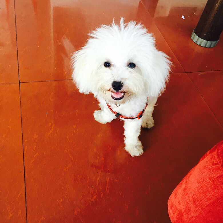 �˵������ҵ��һ�����̰ɶ�һֻ������С��