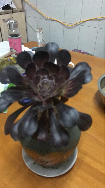 �ҼҵĶ��ⱦ��������