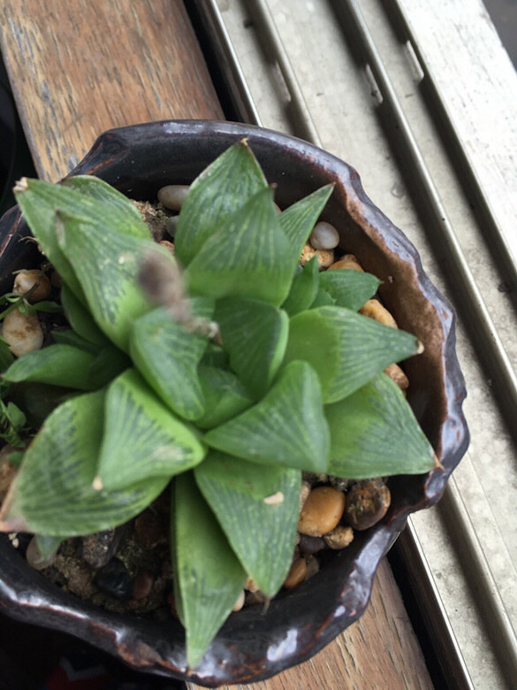 �ҼҵĶ��ⱦ��������