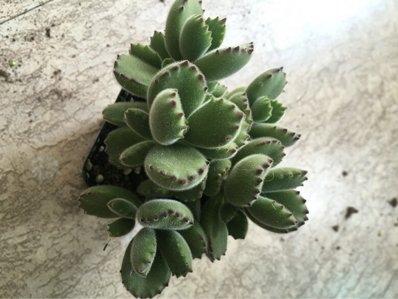 �ҼҵĶ��ⱦ��������