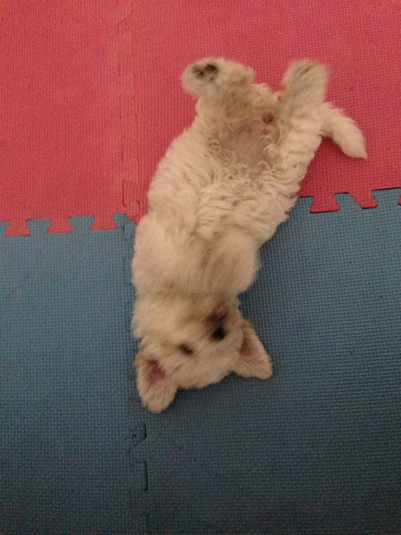 #����#С�׶�