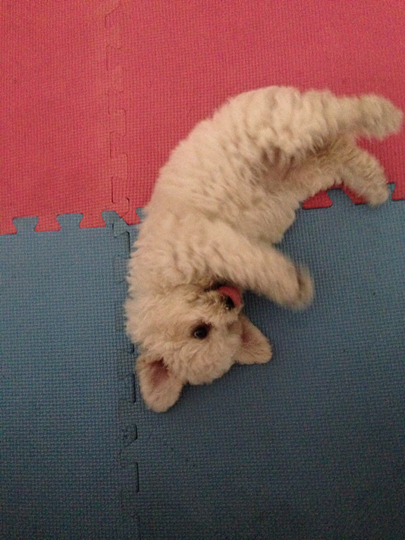 #����#С�׶�