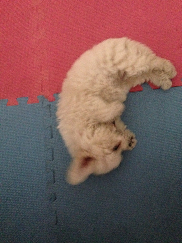 #����#С�׶�