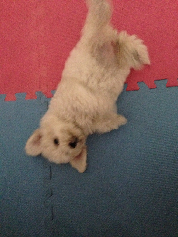 #����#С�׶�