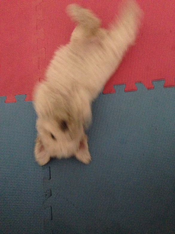 #����#С�׶�