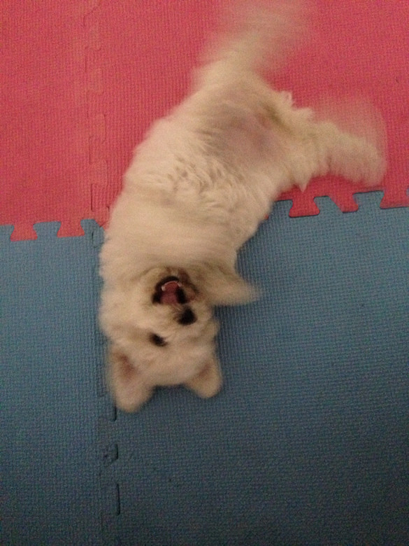 #����#С�׶�